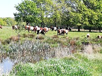 Lakenvelders