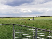schaap