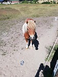Pony