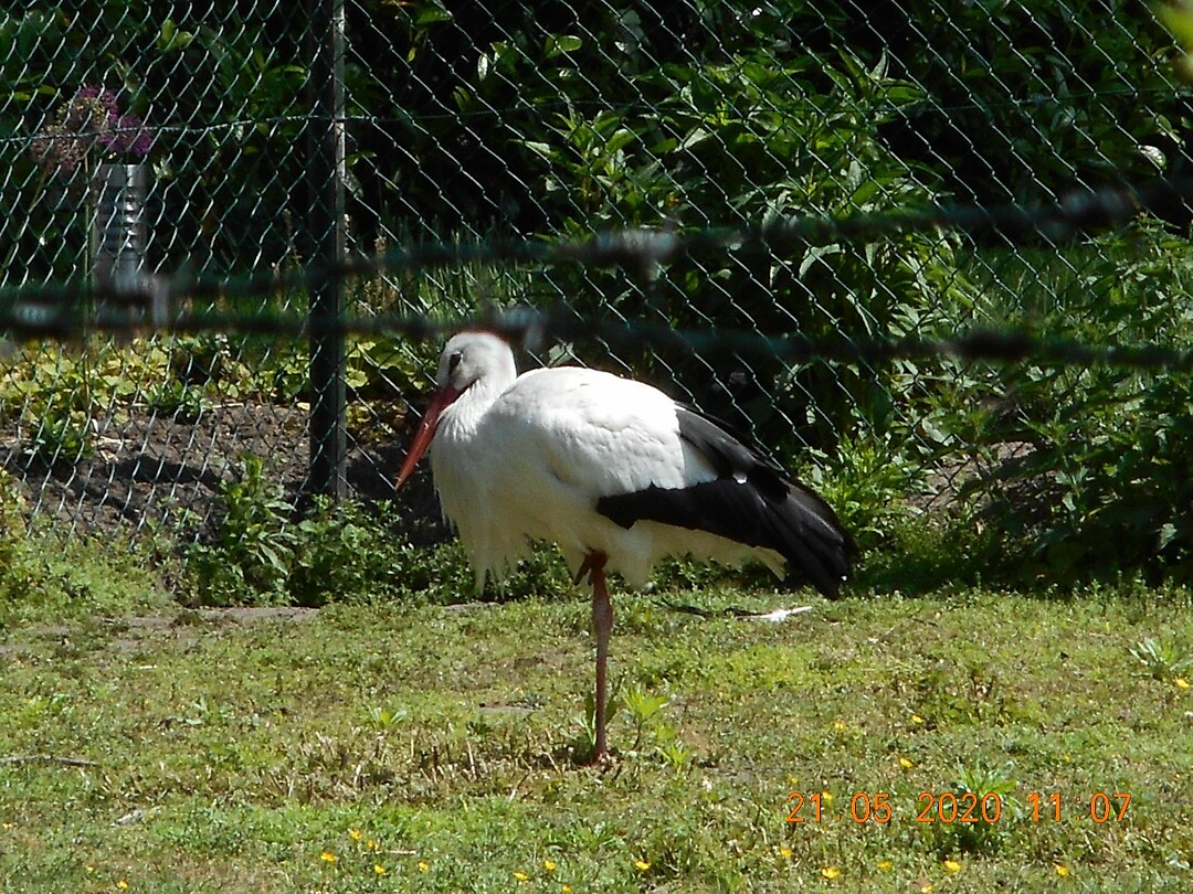 Vessem