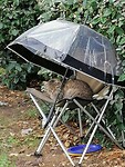 Kat op de camping