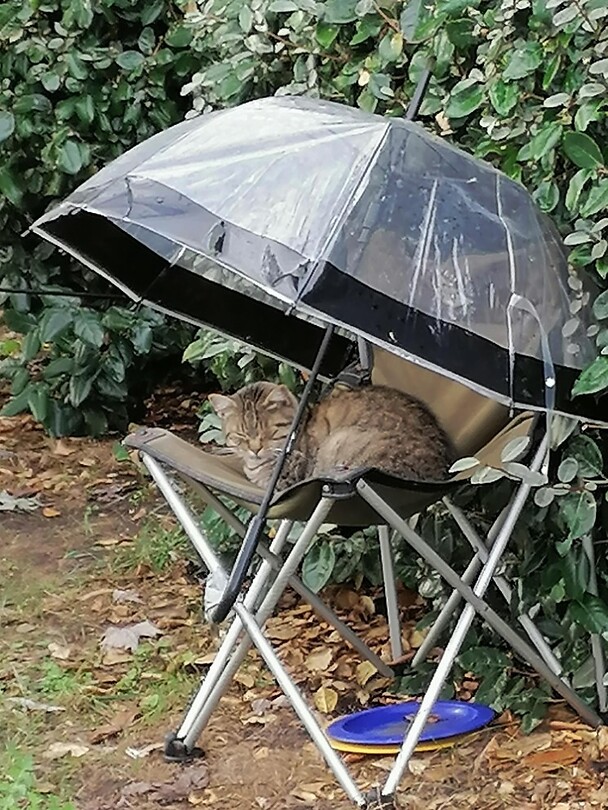 Kat op de camping