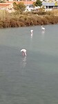 Flamingo's in Calpe