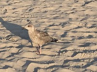IMG_6091