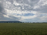 Koren en lucht (2)