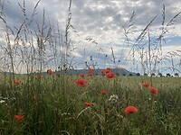 Klaprozen en heuvels (3)