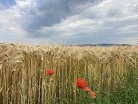 Klaprozen en heuvels (2)