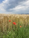 Klaprozen en heuvels