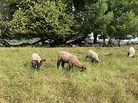 Schapen langs de weg