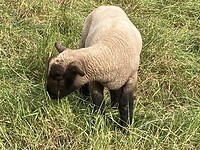 Schaap