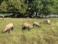 Schapen langs de weg (2)