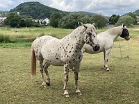 Mooie paarden