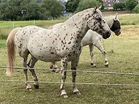 Mooie paarden (2)
