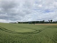 Sporen in korenveld