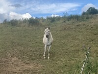 Paard