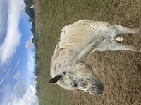 Paard