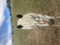 Paard