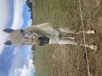 Paard