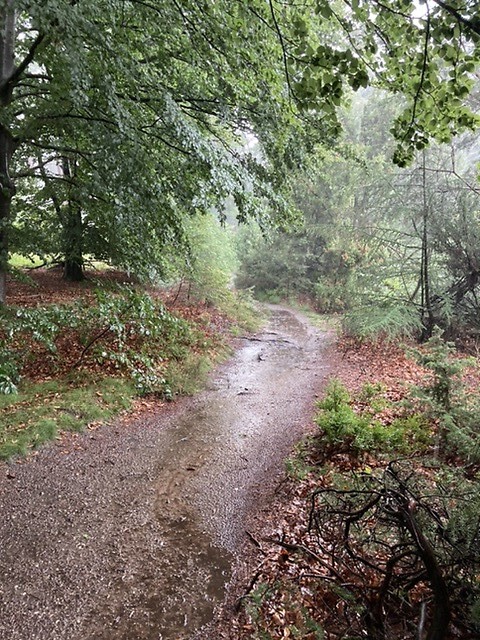Bospad in de regen