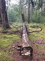 Omgevallen den in de regen