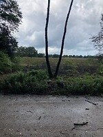 Twee iele boompjes tegen regenwolk