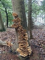 Paddestoel tegen boom