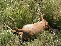 IMG_6993