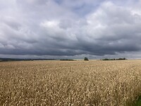 IMG_7419