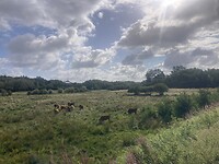 IMG_7531