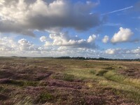 IMG_7603