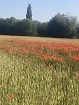 IMG_8943