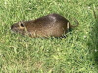 IMG_9018