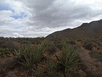 DSC00240