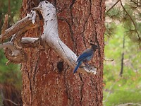 IMG_0934