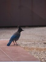 IMG_0907