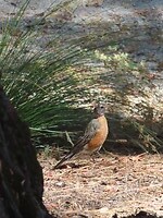 IMG_1136