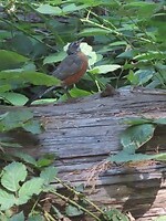 IMG_1139
