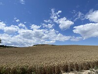 IMG-7100