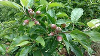 Fruitbomen