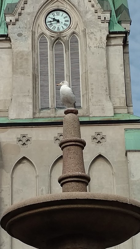 Kristiansand, de meeuw