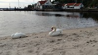 Kristiansand, wakkere zwaan