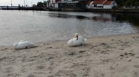 Kristiansand, ontwakende zwaan