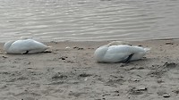 Kristiansand, slapende zwanen