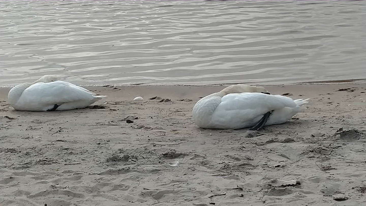 Kristiansand, slapende zwanen