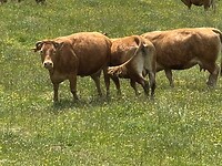 IMG_4259