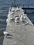 IMG_7631