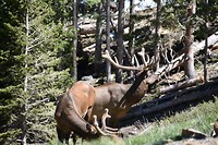Elks in de Rocky Mountains