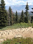 IMG_4441