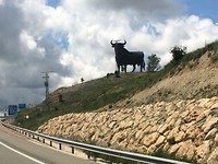 Stier onderweg naar Madrid