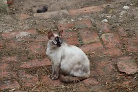 Un gato